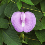Clitoria ternatea Single Pink | Butterfly Pea | 10_seeds