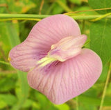 Clitoria ternatea Single Pink | Butterfly Pea | 10_seeds