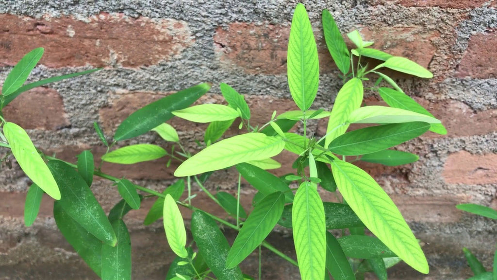 dancing plant seeds Codariocalyx motorius | Dancing Plant | Telegraph | Semaphore