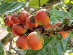 Coffea liberica | Liberian Coffee | 5_Seeds