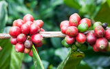 Coffea liberica | Liberian Coffee | 5_Seeds