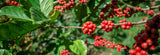 Coffea liberica | Liberian Coffee | 5_Seeds