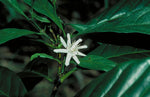 Coffea liberica | Liberian Coffee | 5_Seeds