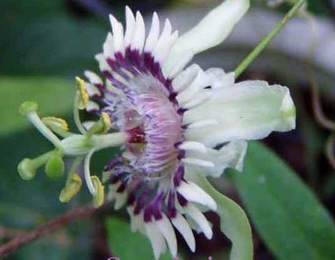 passiflora colinvauxii house plant Passiflora colinvauxii