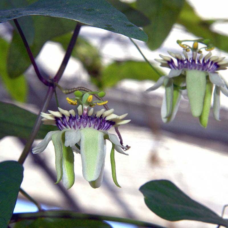passiflora colinvauxii house plant Passiflora colinvauxii
