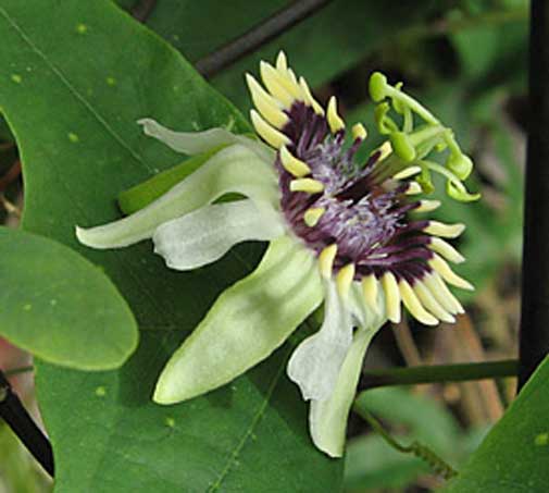 passiflora colinvauxii house plant Passiflora colinvauxii