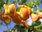 Colutea arborescens | Bladder Senna | 20_Seeds