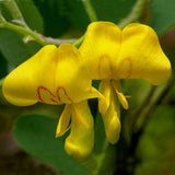 Colutea arborescens | Bladder Senna | 20_Seeds