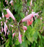 Salvia coccinea Coral Nymph | Texas Hummingbird Sage | 5_Seeds