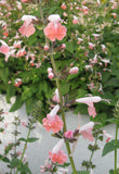 Salvia coccinea Coral Nymph | Texas Hummingbird Sage | 5_Seeds