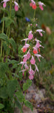 Salvia coccinea Coral Nymph | Texas Hummingbird Sage | 5_Seeds