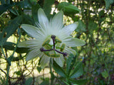Passiflora caerulea Charlotte Corday | Hardy Passionvine | 10_Seeds