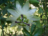 Passiflora caerulea Charlotte Corday | Hardy Passionvine | 10_Seeds