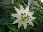 Passiflora caerulea Charlotte Corday | Hardy Passionvine | 10_Seeds