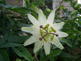 Passiflora caerulea Charlotte Corday | Hardy Passionvine | 10_Seeds