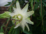 Passiflora caerulea Charlotte Corday | Hardy Passionvine | 10_Seeds