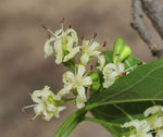 Cordia dichotoma | Assyrian & Sebastian Plum | Fragrant Manjack | 10_Seeds