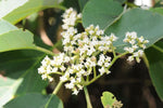 Cordia dichotoma | Assyrian & Sebastian Plum | Fragrant Manjack | 10_Seeds