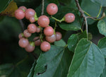 Cordia dichotoma | Assyrian & Sebastian Plum | Fragrant Manjack | 10_Seeds