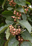 Cordia dichotoma | Assyrian & Sebastian Plum | Fragrant Manjack | 10_Seeds