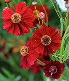 Coreopsis tinctoria | Calliopsis | Tickseed | 200_Seeds