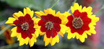 Coreopsis tinctoria | Calliopsis | Tickseed | 200_Seeds