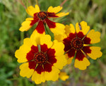 Coreopsis tinctoria | Calliopsis | Tickseed | 200_Seeds