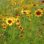 Coreopsis tinctoria | Calliopsis | Tickseed | 200_Seeds