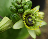 Passiflora coriacea | Bat Leaf | Wild Sweet Calabash | 20_Seeds