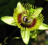 Passiflora coriacea | Bat Leaf | Wild Sweet Calabash | 20_Seeds