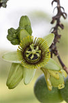 Passiflora coriacea | Bat Leaf | Wild Sweet Calabash | 20_Seeds
