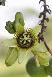 Passiflora coriacea | Bat Leaf | Wild Sweet Calabash | 20_Seeds