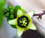 Passiflora coriacea | Bat Leaf | Wild Sweet Calabash | 20_Seeds