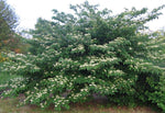 Cornus alternifolia | Green Osier | Alternate Leaf Dogwood | 5_Seeds