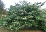 Cornus alternifolia | Green Osier | Alternate Leaf Dogwood | 5_Seeds