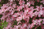 Cornus florida rubra | Pink-flowering Dogwood | 10_Seeds