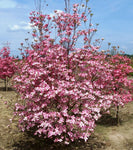 Cornus florida rubra | Pink-flowering Dogwood | 10_Seeds