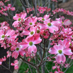 Cornus florida rubra | Pink-flowering Dogwood | 10_Seeds