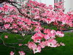 Cornus florida rubra | Pink-flowering Dogwood | 10_Seeds