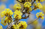 Cornus officinalis | Japanese Cornel | Shan Zhu Yu | Asiatic Dogwood | 5_Seeds