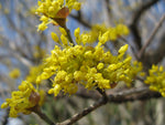 Cornus officinalis | Japanese Cornel | Shan Zhu Yu | Asiatic Dogwood | 5_Seeds