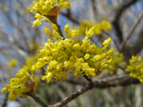 Cornus officinalis | Japanese Cornel | Shan Zhu Yu | Asiatic Dogwood | 5_Seeds