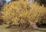 Cornus officinalis | Japanese Cornel | Shan Zhu Yu | Asiatic Dogwood | 5_Seeds