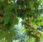 Cornus officinalis | Japanese Cornel | Shan Zhu Yu | Asiatic Dogwood | 5_Seeds
