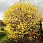 Cornus officinalis | Japanese Cornel | Shan Zhu Yu | Asiatic Dogwood | 5_Seeds