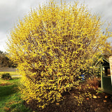 Cornus officinalis | Japanese Cornel | Shan Zhu Yu | Asiatic Dogwood | 5_Seeds