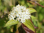 Cornus sanguinea | Bloodtwig Dogwood | Compressa | 10_Seeds