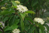 Cornus sanguinea | Bloodtwig Dogwood | Compressa | 10_Seeds
