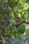 Corylus avellana Contorta | Harry Lauders Walking Stick | 5_Seeds