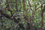 Corylus avellana Contorta | Harry Lauders Walking Stick | 5_Seeds